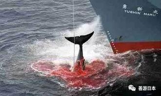 日本人捕鲸爆料视频大全,日本人捕鲸行为全记录  第2张